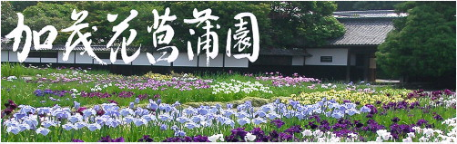 加茂花菖蒲園
