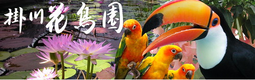 掛川花鳥園