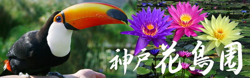 神戸花鳥園