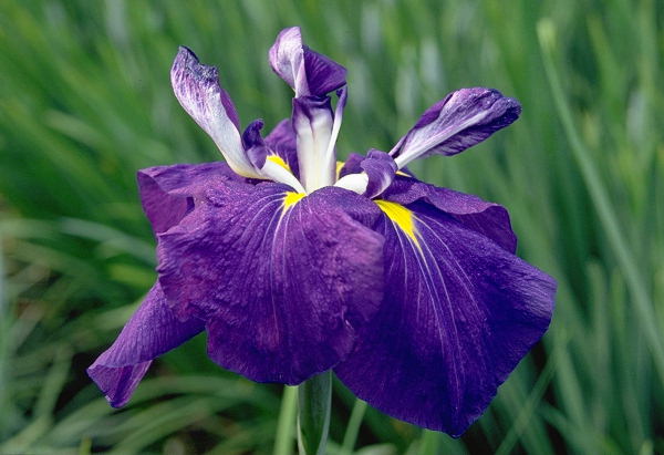 馬見丘陵公園の花菖蒲＆紫陽花