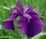 馬見丘陵公園の花菖蒲＆紫陽花